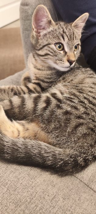 Donez spre adoptie pisic