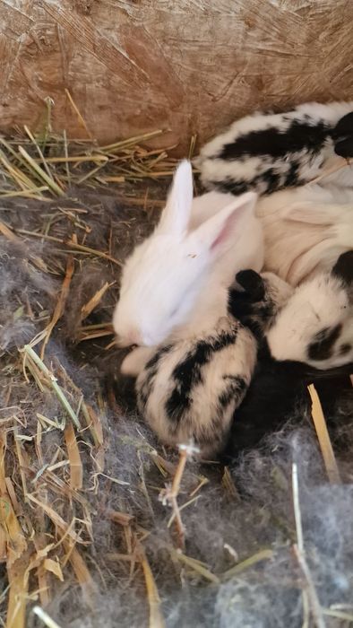 Vând pui de iepuri si mamele lor