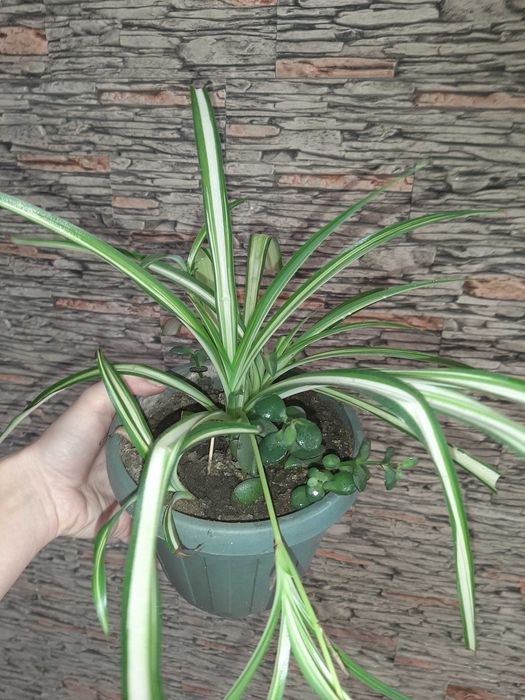 Цветы хлорофитум