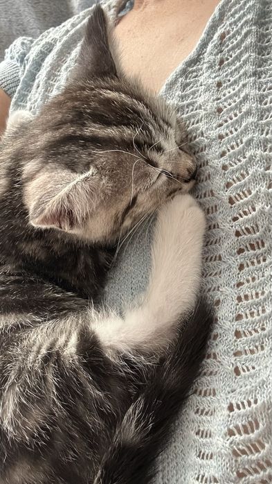 Котенок скоттиш страит