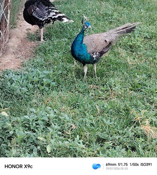 Erkak tovus sotiladi 100$