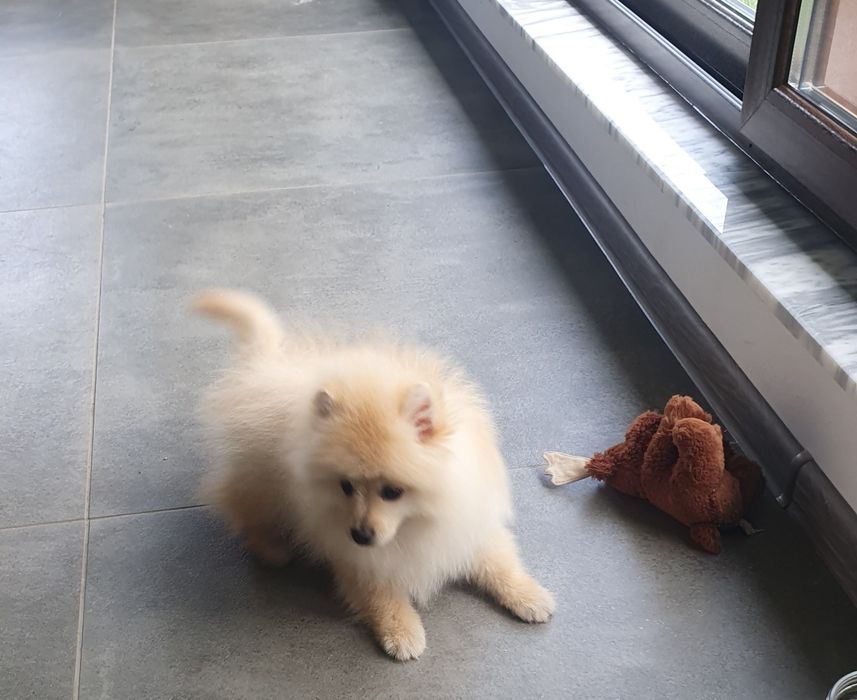 померан померански шпиц