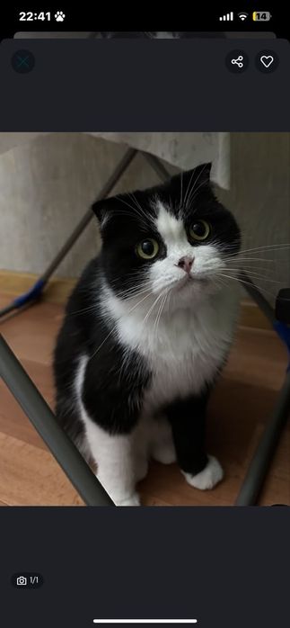 Отдам бесплатно кошку