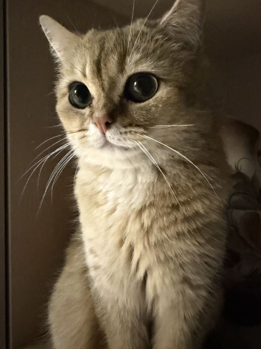 Продаётся очаровательный кот— Золотая Шиншилла