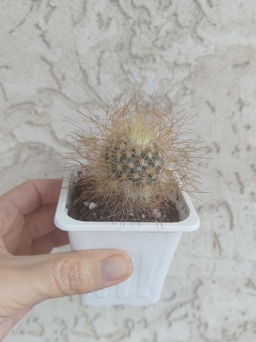 Кактусы сортовые