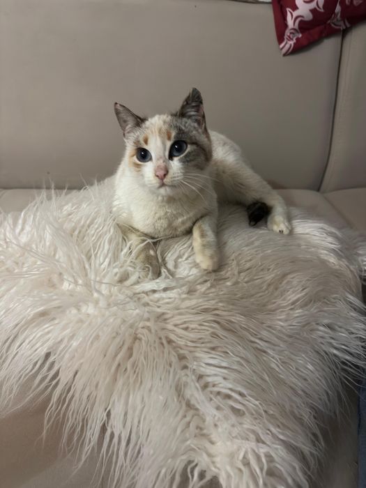 Кошечка в заботливую семью