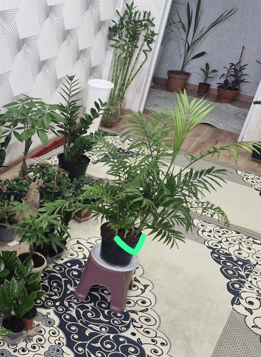 Комнатные цветы разные