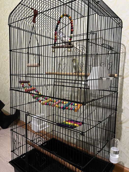 Продам попугаев в слеткой и всем необходимым