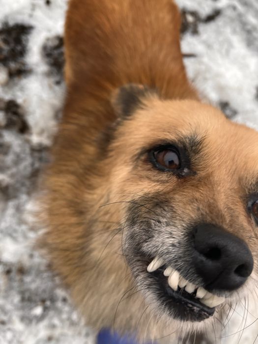 Donez catelusi pichinezi soricari