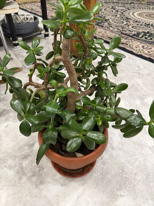 Денежное дерево красула