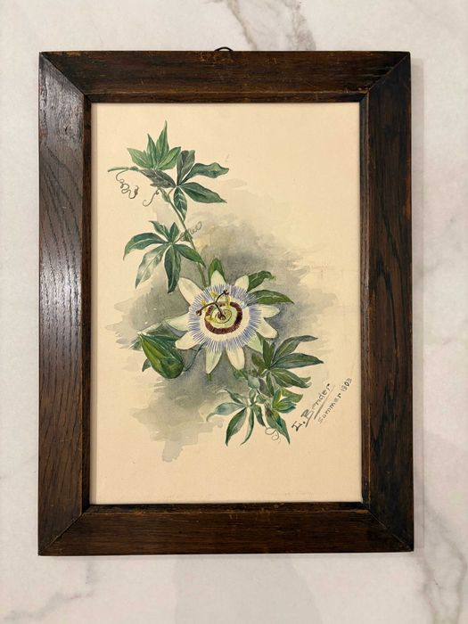 Pictura acuarelă „Floarea Pasiunii” de Johann Bender - Austria 1903