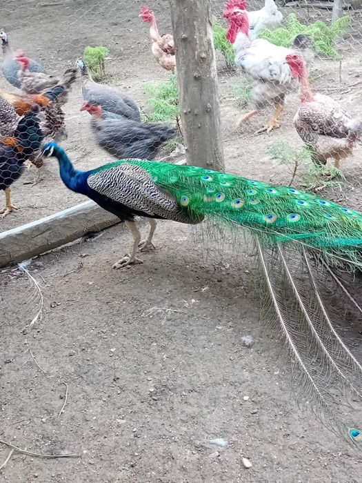 Vând păuni maturi pereche