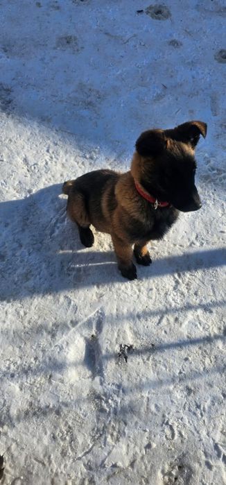 Продам щенка Малинуа