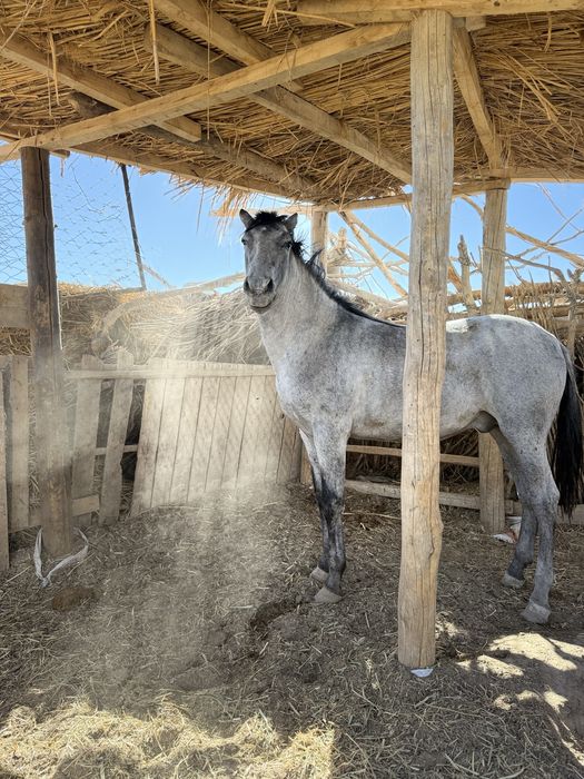 Жылқы сатылады бордақы да тұр