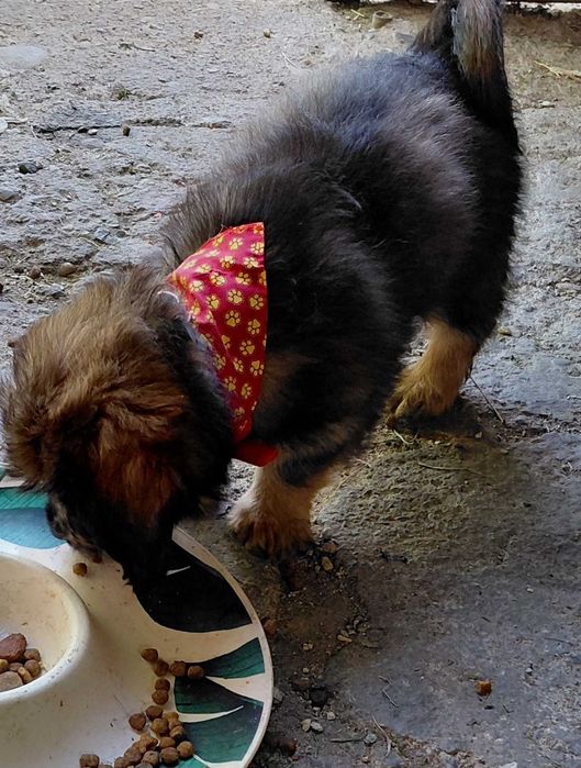 Catelusa metis pentru adoptie