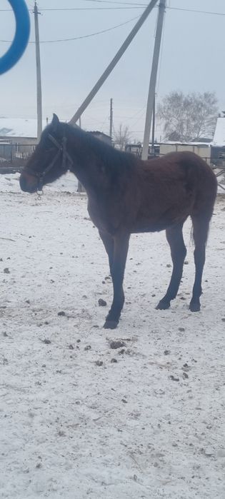 Продаётся лошадь