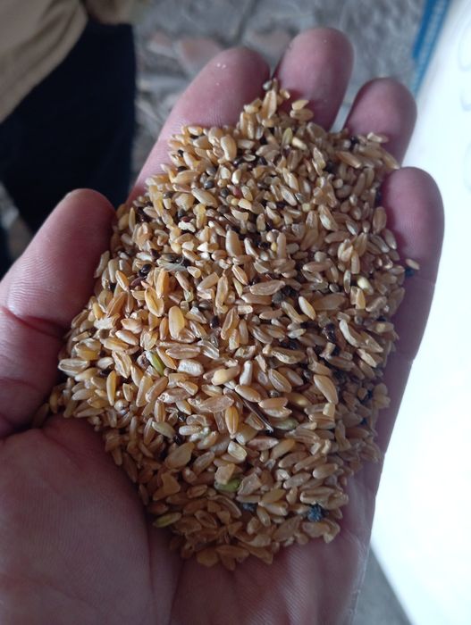 Лён, пшеница (т.с.)хорошо качество