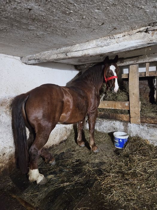 Mânză de 1 an si o luna,foarte cuminte,parinti buni, ultimele poze sunt părinții!