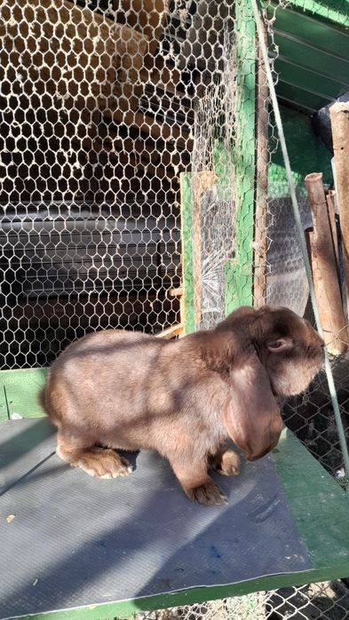 De vânzare pui de iepuri de rasa