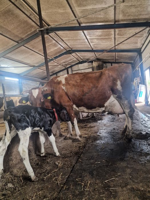 Vând vitea din vaca foarte buna de lapte