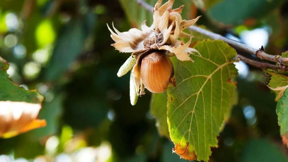 Aluni soiuri cu fructe mari se livreaza si en gros in toata tara