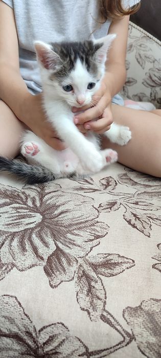Отдам красивых котят