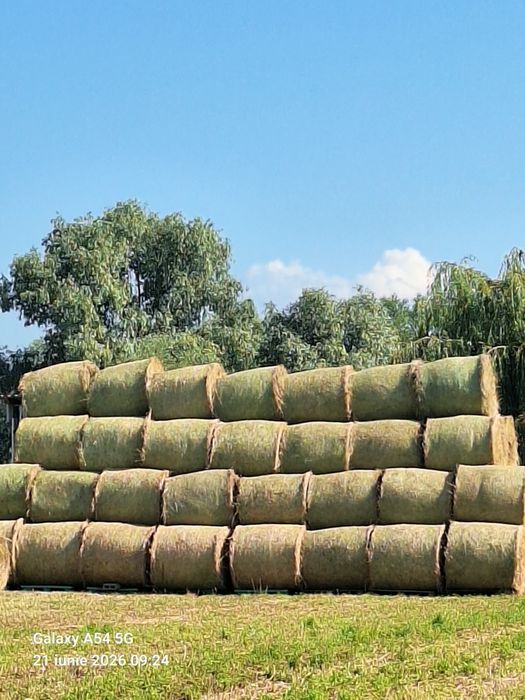 Vând baloti de lucernă 120/120, de calitate foarte bună,bine uscați, depozitati corespunzător!