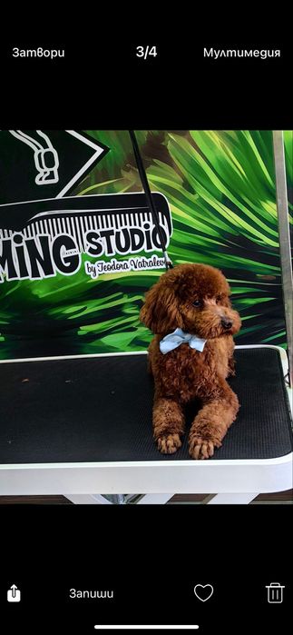 Мини Пудел мъжко