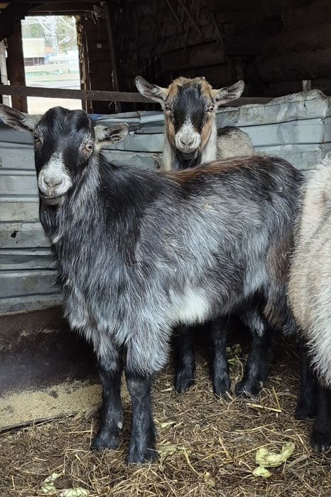 Продаются Козы Альпийские