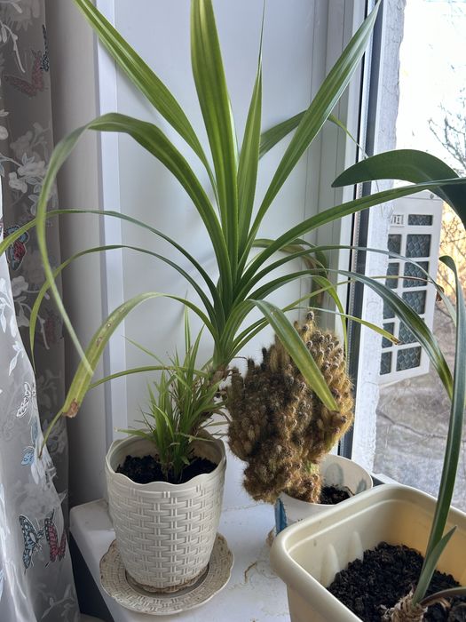 Продам цветы в гошках