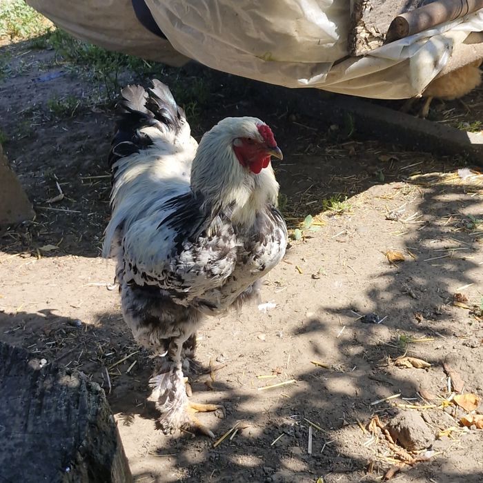 cocosi de vanzare brahma și oua.