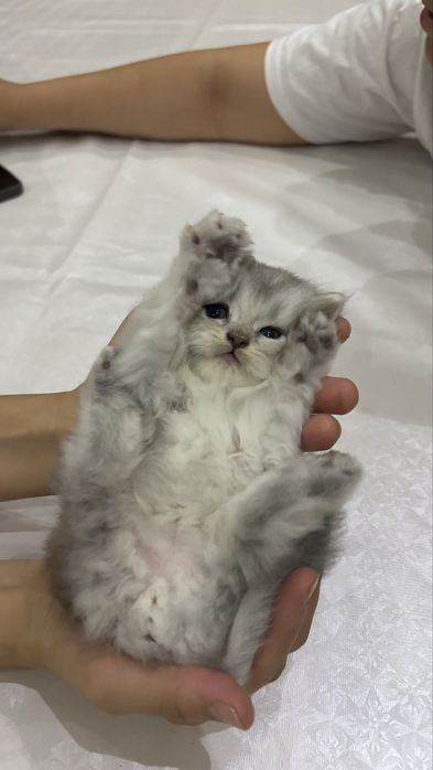 Scottish Fold zotli
