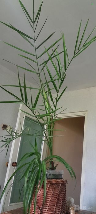 Финиковая пальма продаётся недорого