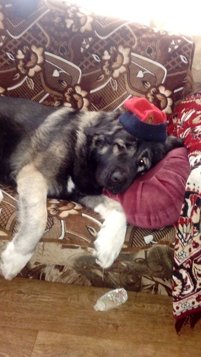 Гостиница для собак