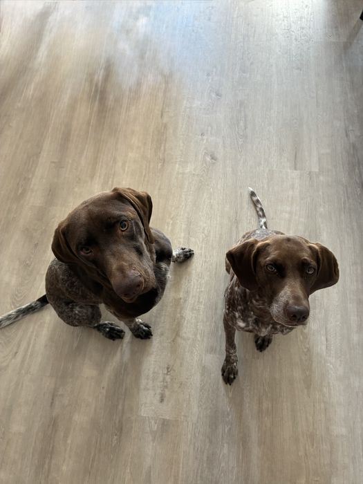 Pet sitting/Dog Boarding