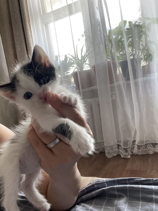 Котенок мальчик.Чистый ,ласковый