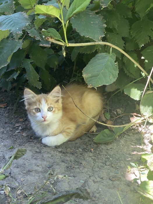отдам котят в хорошие руки