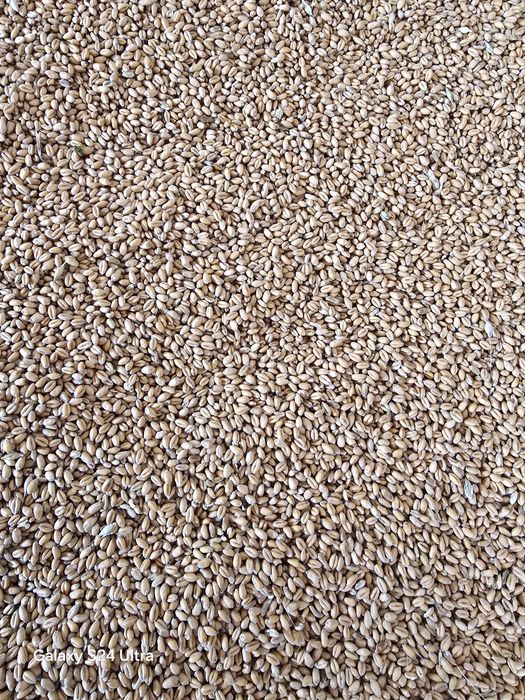 Vând grâu , 1,1 leu/kg