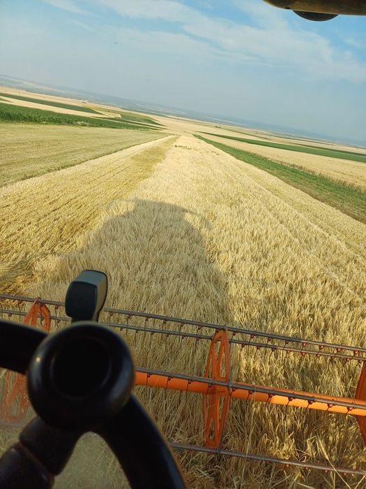 Vând cereale - porumb,  grau , ovăz, orz, floarea soarelui,  uruiala