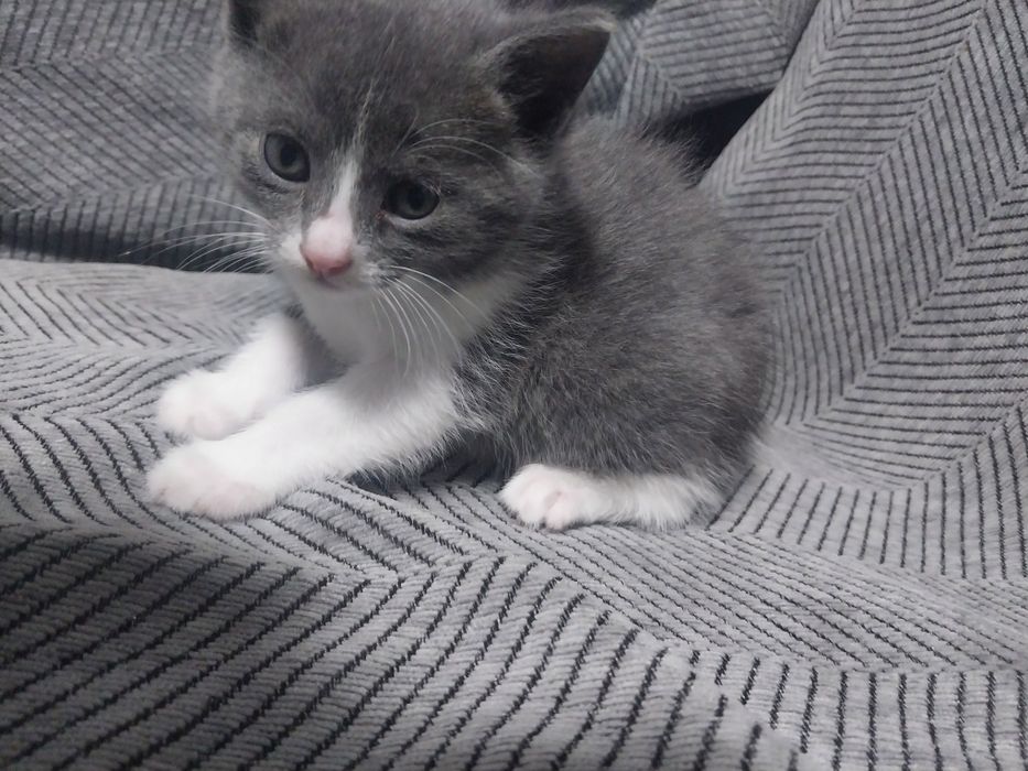 Отдам трех котят