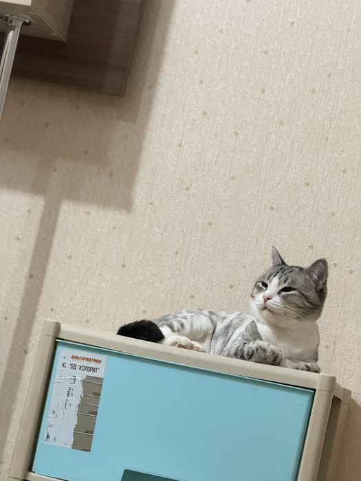 Отдам кота в хорошый руки