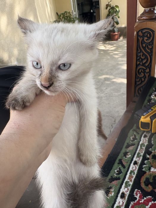 Продаются кошкиии