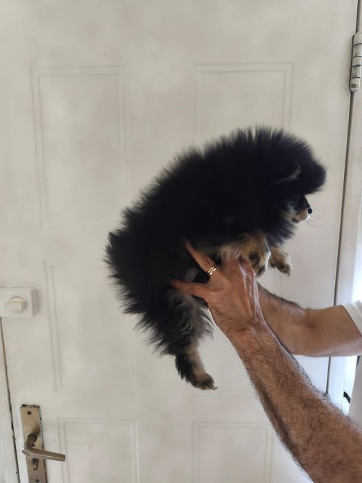 Pomerania fetiță