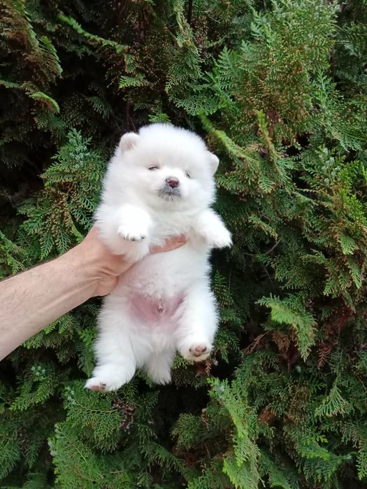 Померанчета! Мъжки и женски кученца!