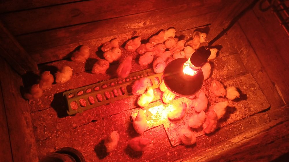 Цыплята ломан броун