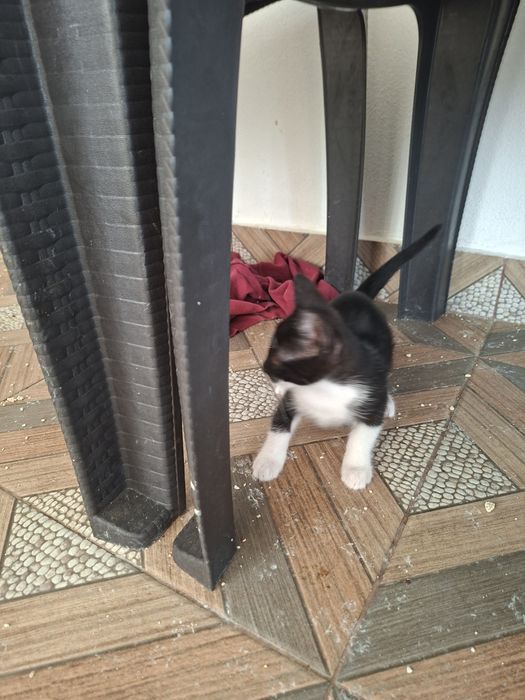 Donez pisici cuminti de rasa