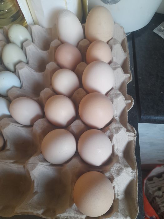 Oua de gaina de casa proaspete bio organice 100 %