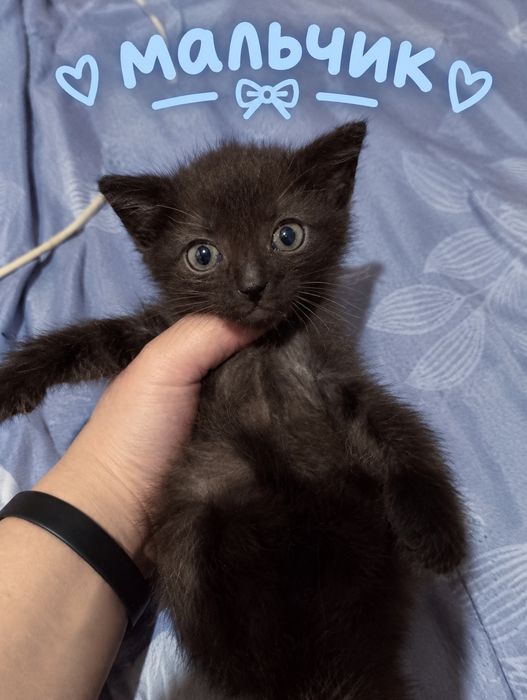 Отдаю котят в хорошие руки