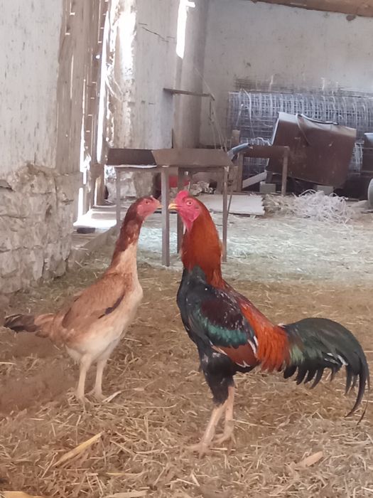 Дакан дакан дакан