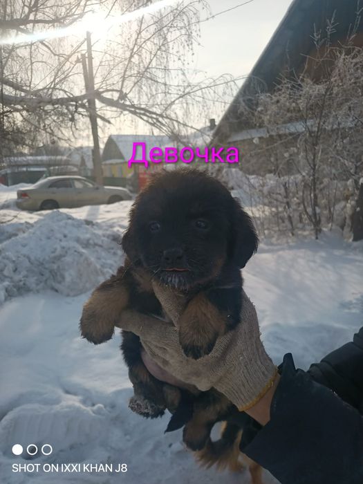 Отдам щенков  мелких 2 месяца